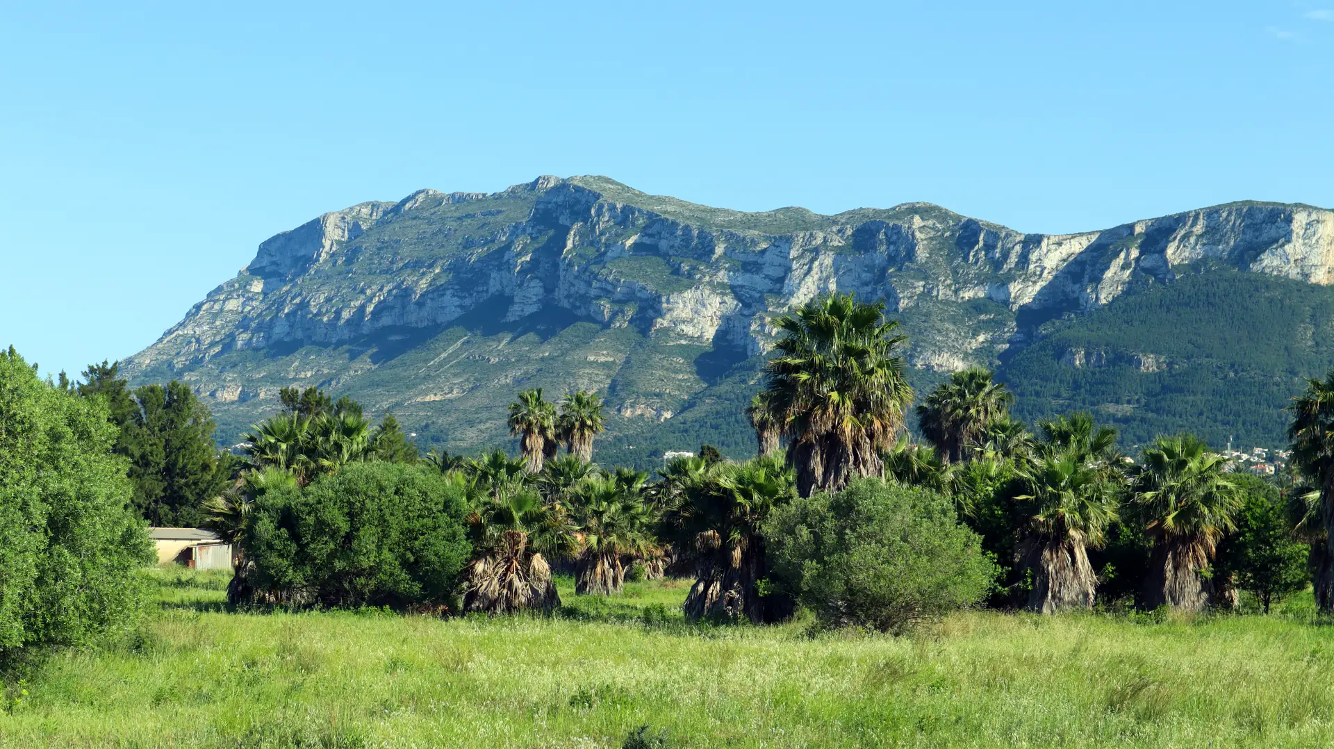 The Montgó with palm trees at the foot of the mountain